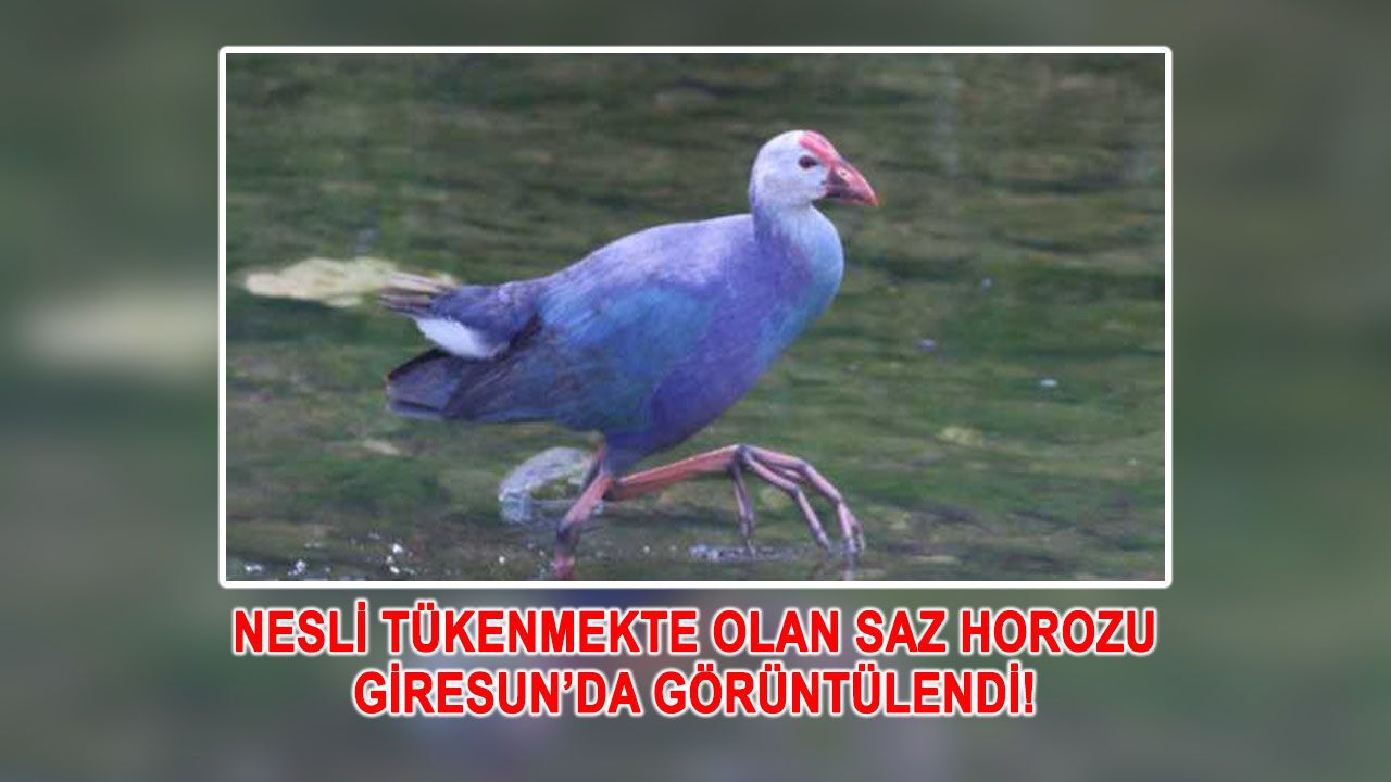 Nesli tükenmekte olan "Saz Horozu" Giresun'da tespit edildi