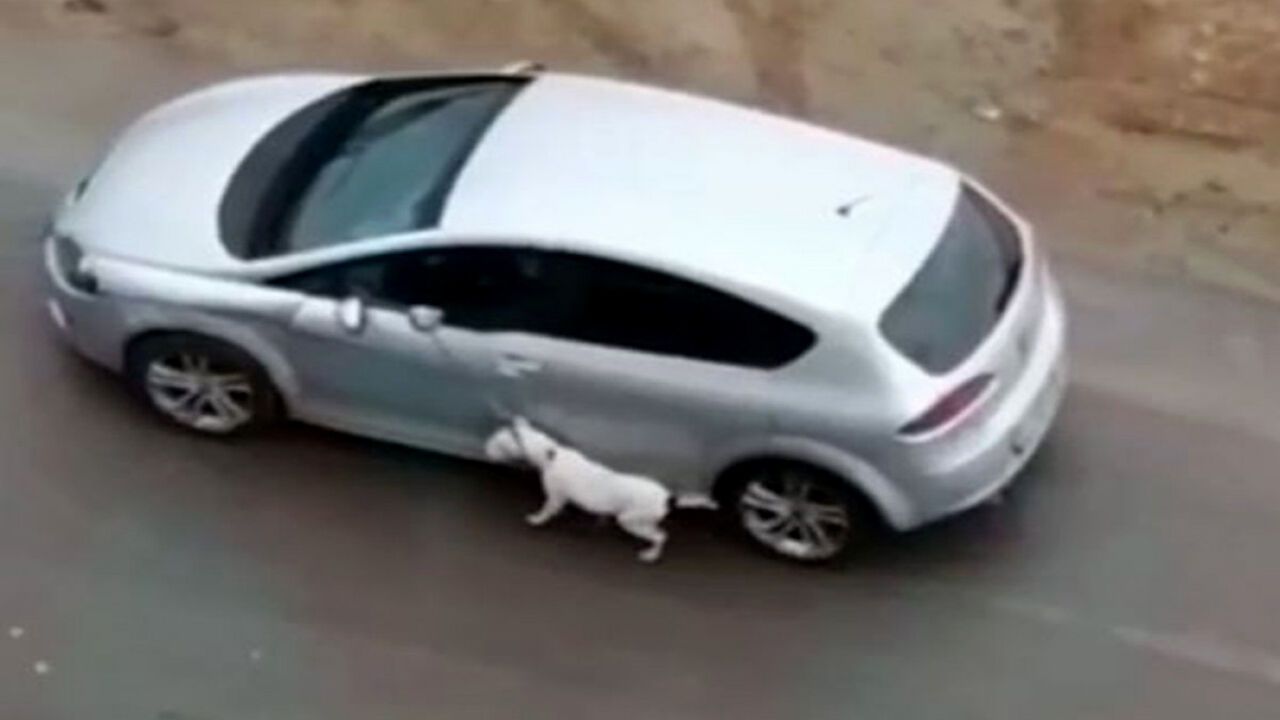 Antalya'da köpeğe eziyet eden kişi kıskıvrak yakalandı