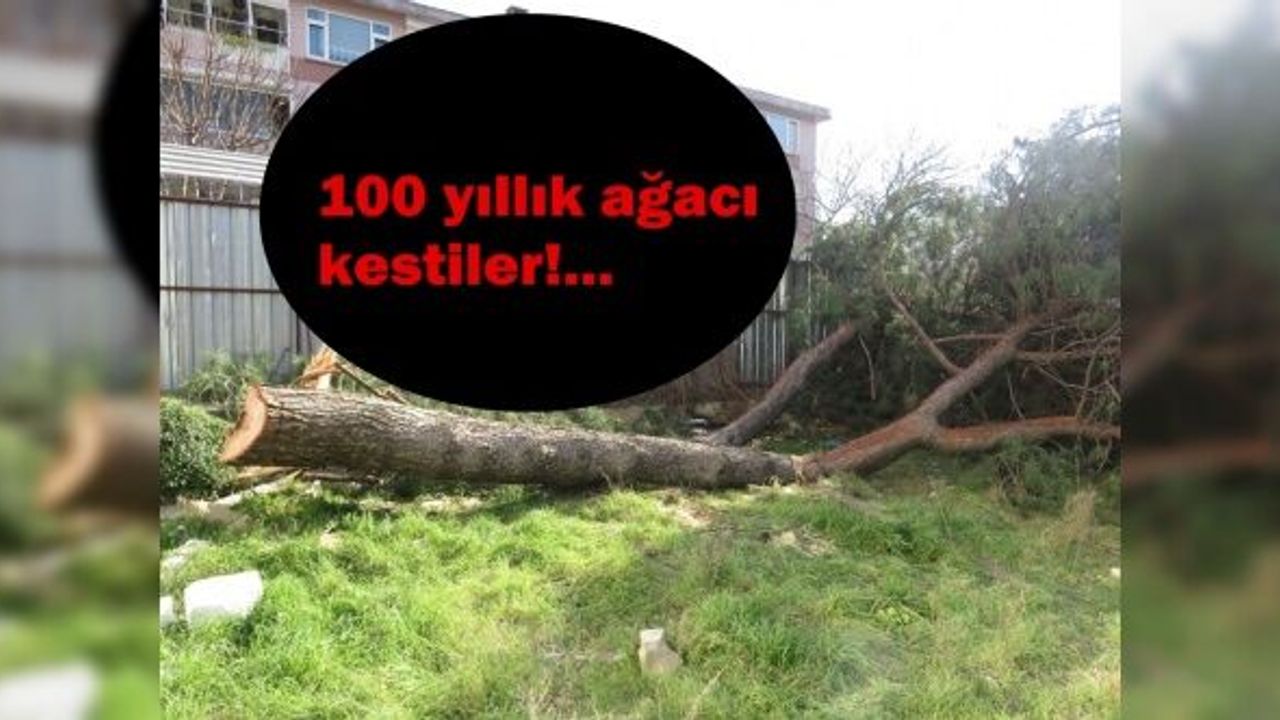 Kadıköy'de 100 yıllık fıstık çamını kesince ortalık karıştı!