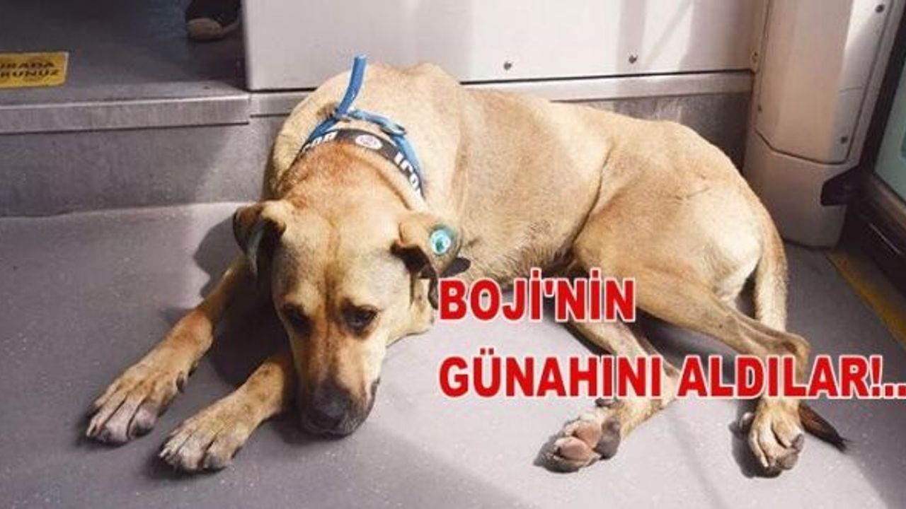 Boji'nin günahını almışlardı!... İşte kaka olayının iç yüzü