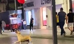 Kırmızı Balonu ile oynayan köpek! Sonu biraz hüsran dolu