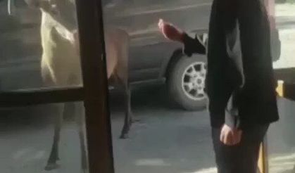 Mete adını verdiği geyik ile sohbet eden adamın videosu viral oldu