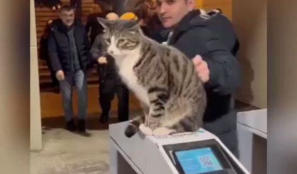 İstanbul metrosunun asabi kedisinin videosu viral oldu