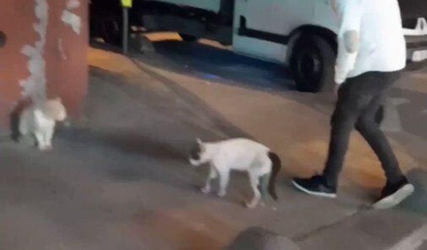 Kediyi patisinde tutup kavgayı ayırdı!