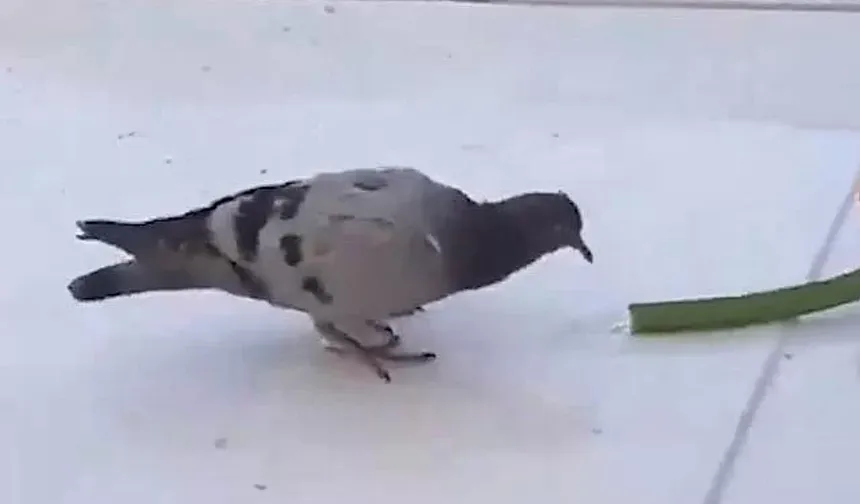 Aşırı sıcaktan bunalan güvercini hortumla serinlettiler