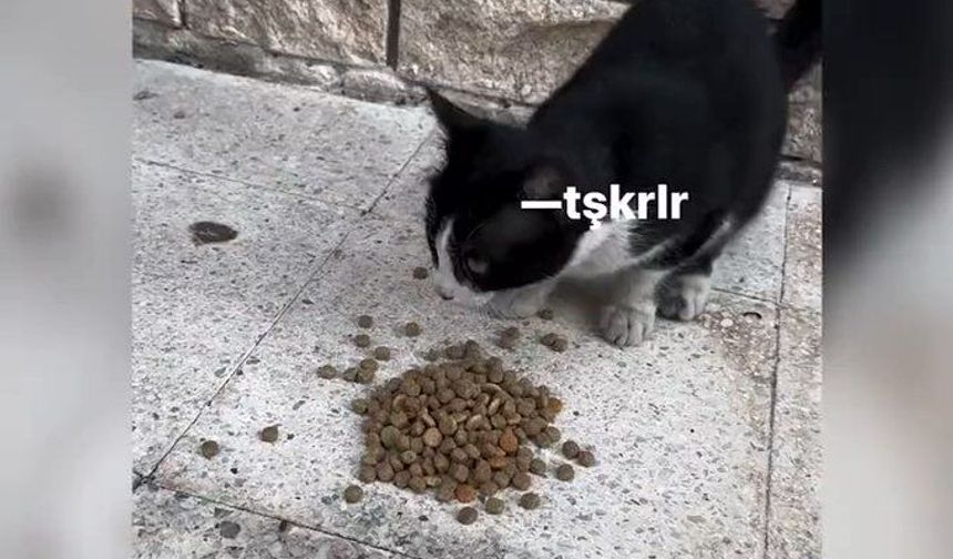 Kendisine mama veren kız ile sohbet eden kedi
