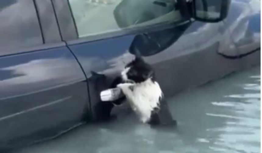 Dubai'de selde mahsur kalan kedi