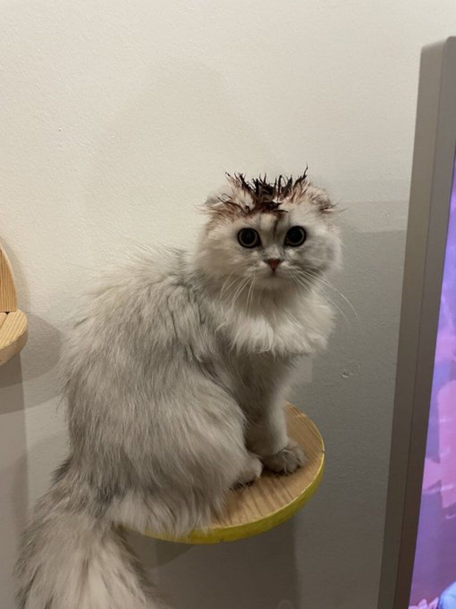 Yıldız Tilbe Kedi 1
