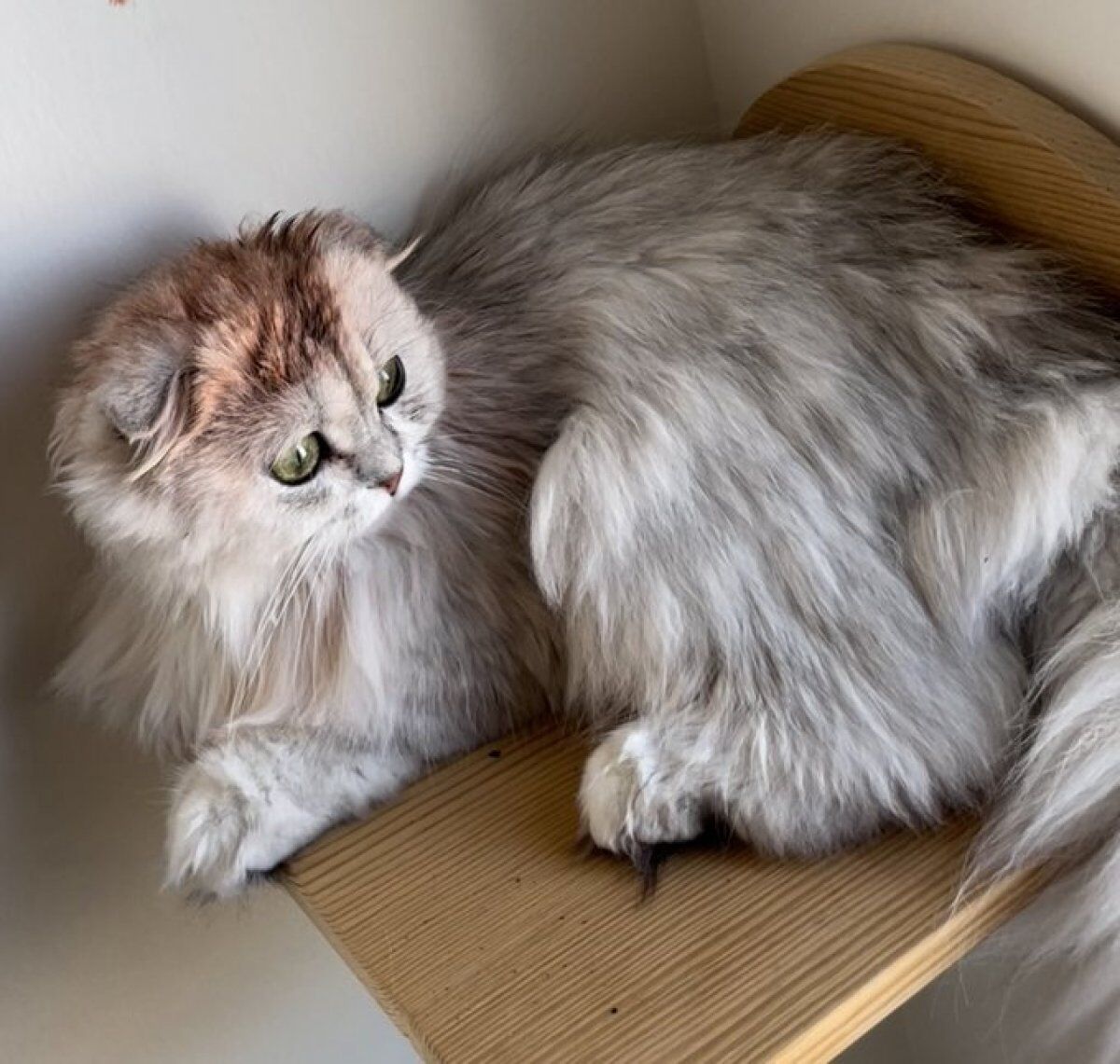Yıldız Tilbe Kedi 2