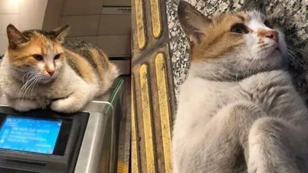 kedi-1