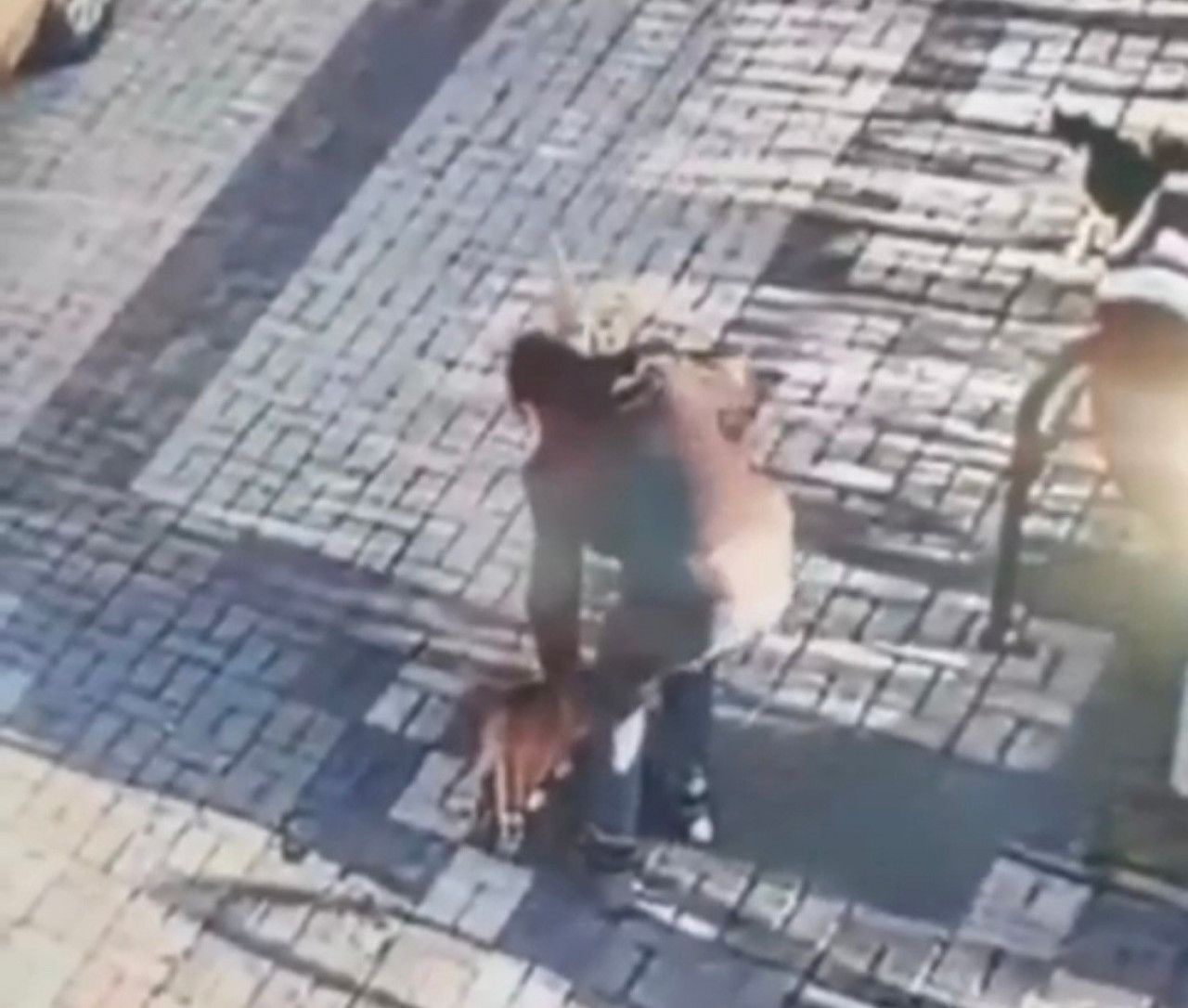 Kayseri Kedi ve Çocuk Mala 1
