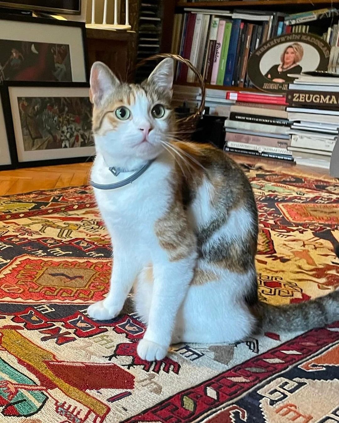 Ayşenil Şamlıoğlu