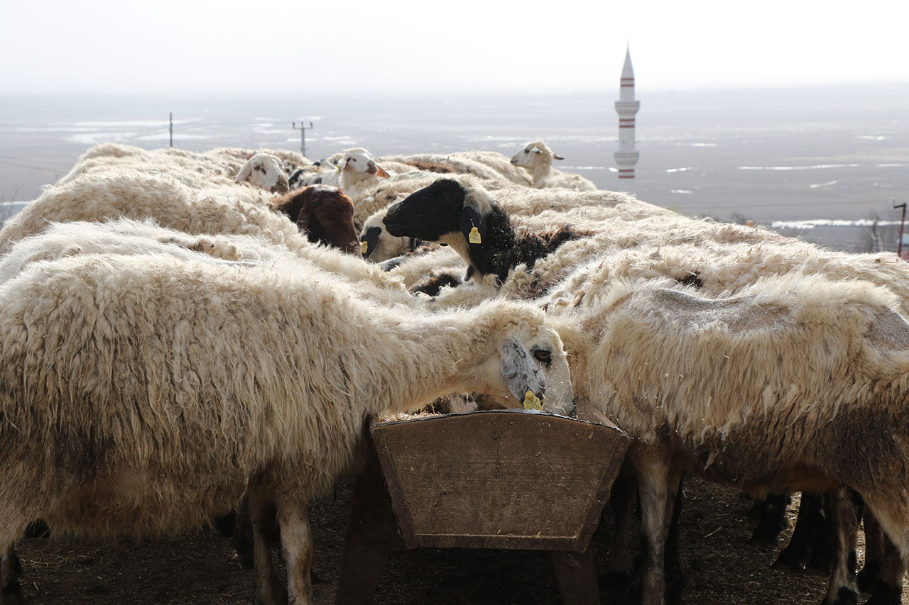 Erzincan Koyun Ve Kuzular Buluşma (3)