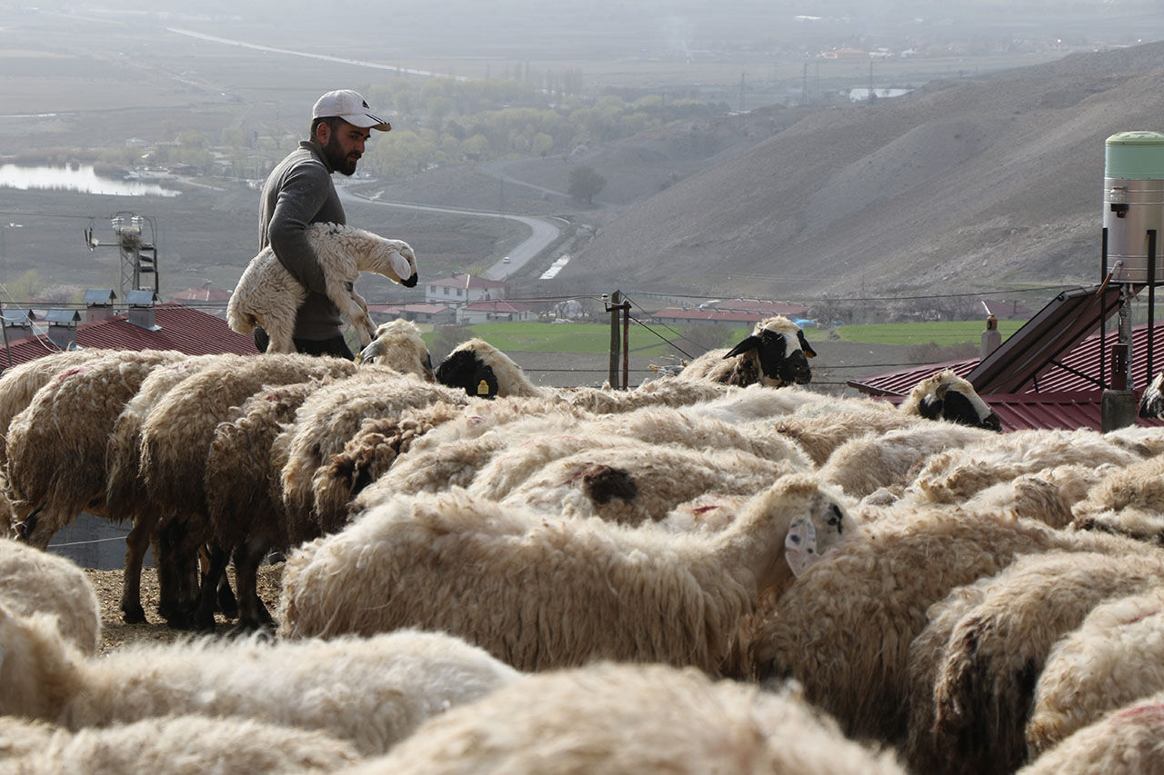 Erzincan Koyun Ve Kuzular Buluşma (5)