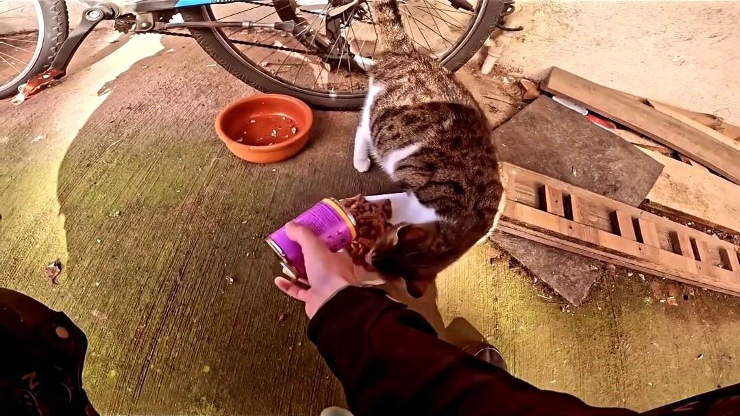 Sakarya Kedi Maması Kurye (1)