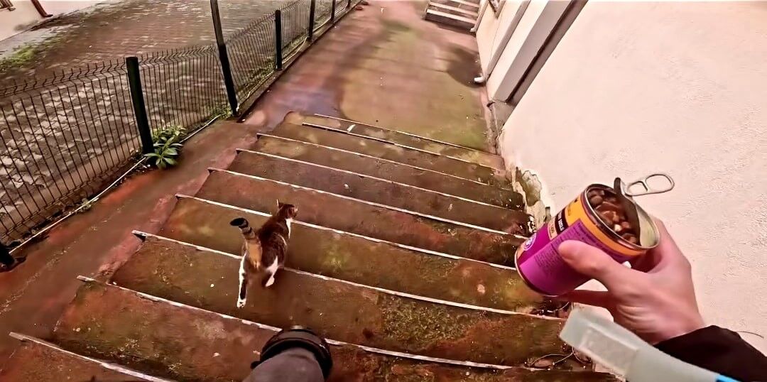 Sakarya Kedi Maması Kurye (2)