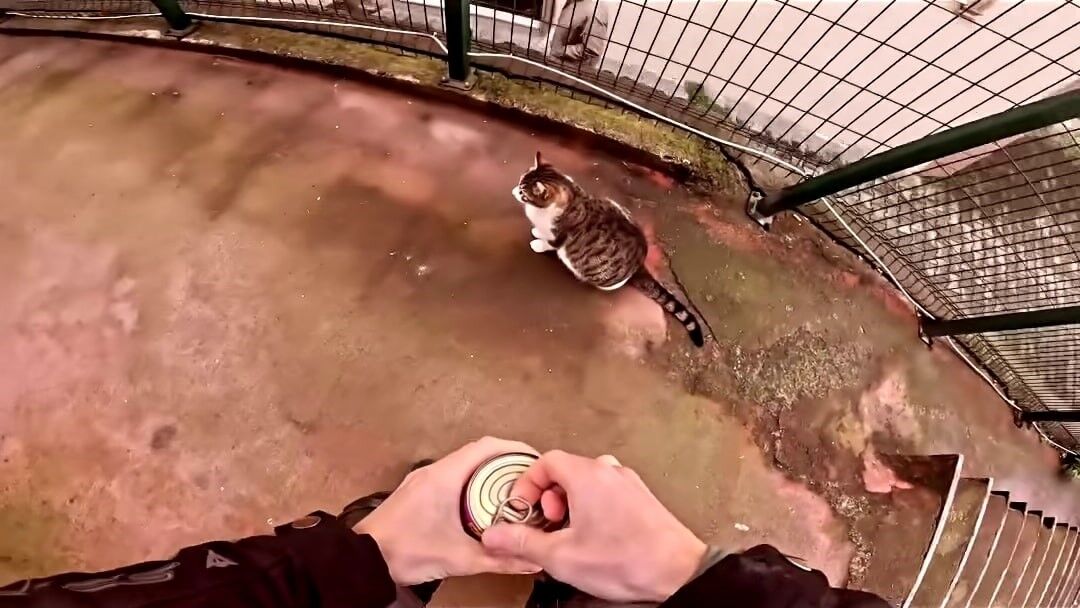 Sakarya Kedi Maması Kurye (3)